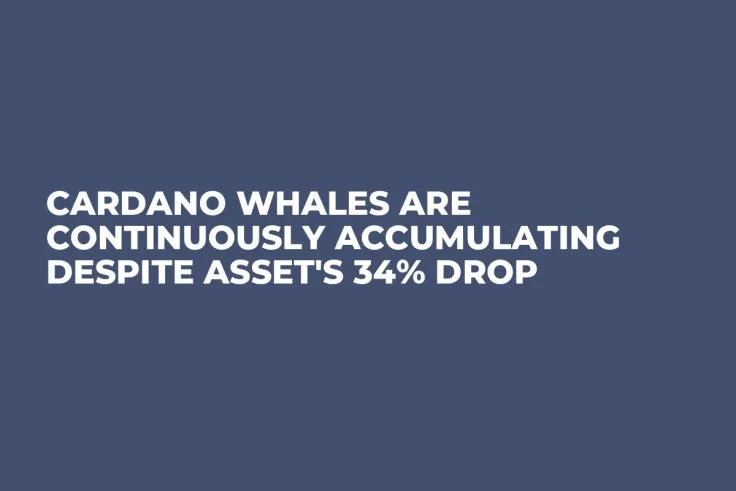 Cardano Whales Are Continuously Accumulating Despite Asset's 34% Drop