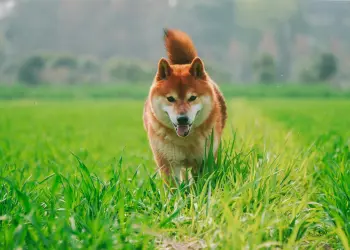 ¿Repunte o caída para Shiba Inu (SHIB)? Análisis del mercado y predicciones