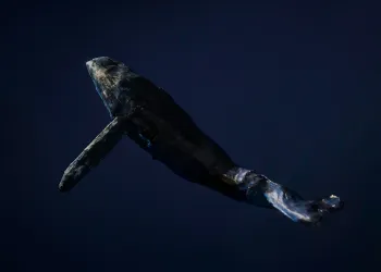 Bitcoin Resiste: La Venta de 9 Mil Millones de Dólares y el Próximo Rally Alcista