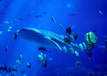 ripple xrp whale small fish crypto