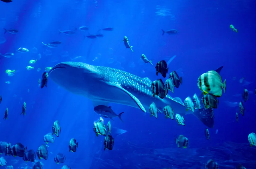 ripple xrp whale small fish crypto