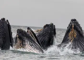 Bitcoin Whales’ Sudden Accumulation May Prevent Deep Correction to $8k
