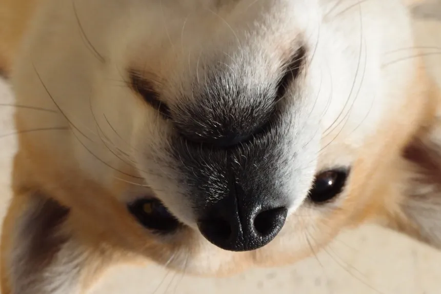 dogecoin dog-1203351_1280