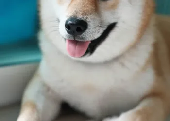 Fundamentals go Out The Window, $1 Dogecoin incoming?