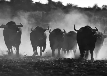 bitcoin btc bull bottom