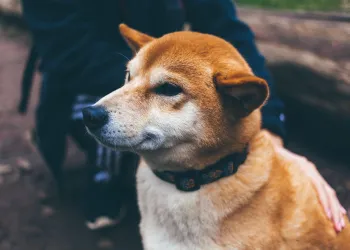 Dogecoin Proving The Haters Wrong as Market Cap Now Exceeds Twitter