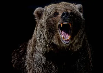 Are We In A Bear Market? Glassnode Analyses The Latest Bitcoin Crash