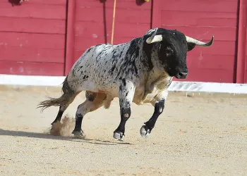 Altcoins ready to bull