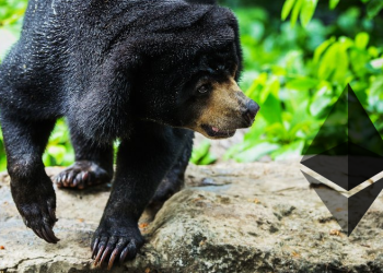 Bear next to Ethereum