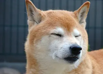 Shiba