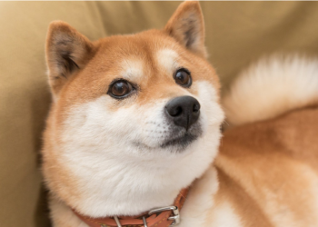 Dogecoin