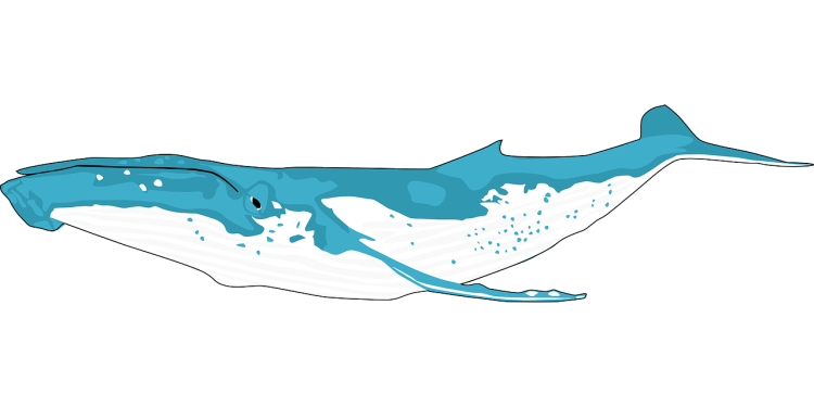 MATIC Whales Push Coin Value With Massive Moves