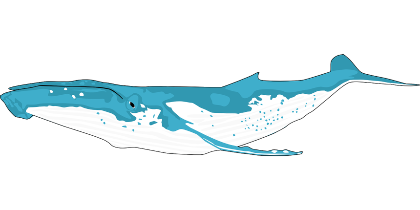 MATIC Whales Push Coin Value With Massive Moves