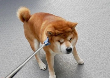 Shiba Inu