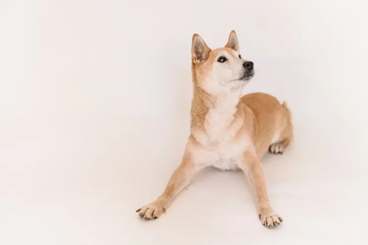 Shiba Inu