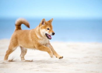 Shiba Inu