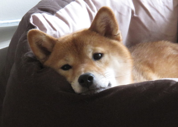Can Shiba Inu Rebound As It Wraps Up May With A Discouraging 16% Decline?
