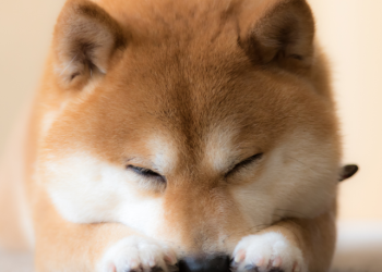 Shiba Inu