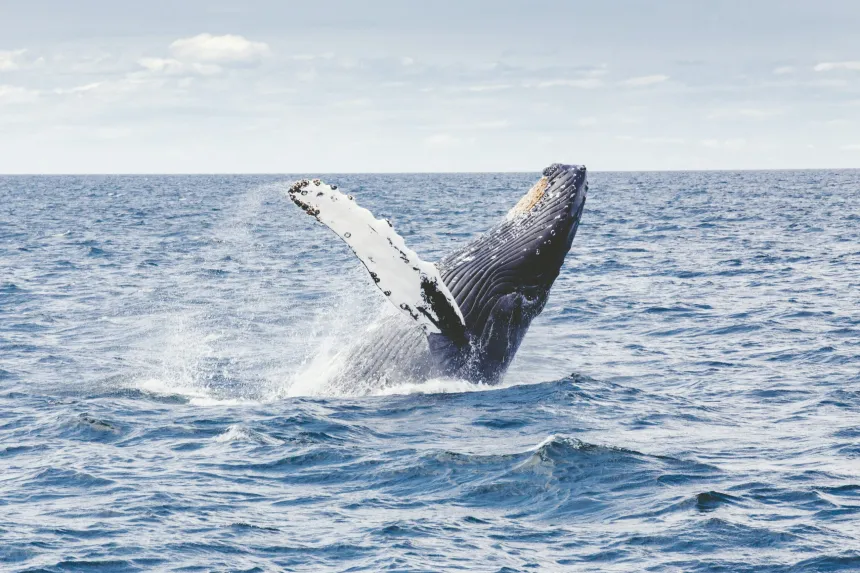 Bitcoin humpback whales BlackRock
