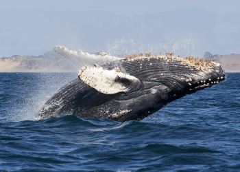 Bitcoin whale news