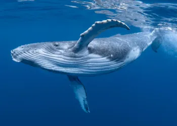 Maker Aave DeFi whale