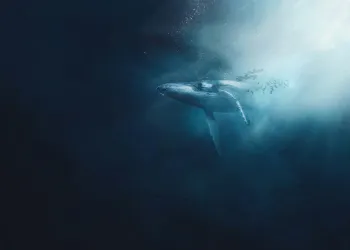 crypto whale, DeFi
