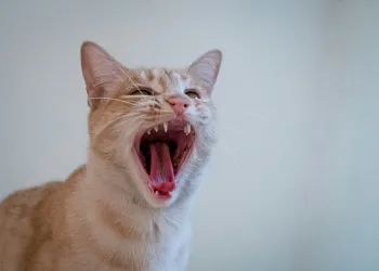 Memecoin, cat-themed memecoins, memecoin mania, POPCAT