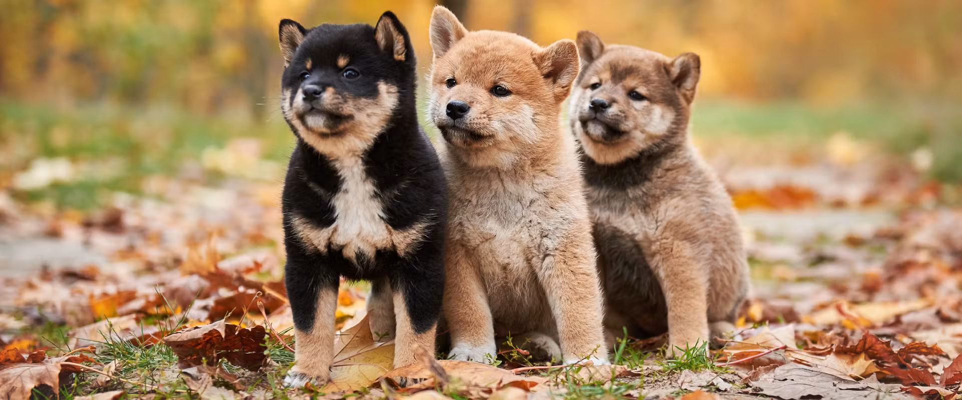 Shiba Inu