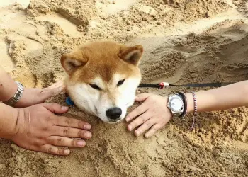 shiba inu