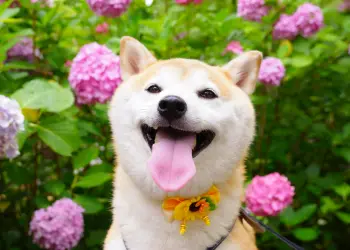 Shiba Inu