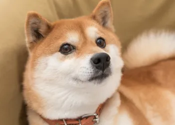 Shiba Inu