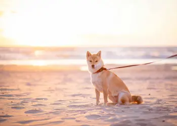 Shiba Inu