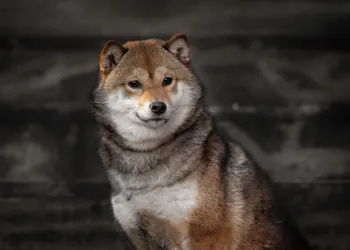 Shiba Inu