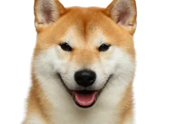 Shiba Inu