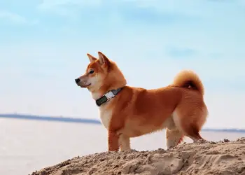 Shiba Inu koers daalt 6%: 103 biljoen SHIB steun onder vuur