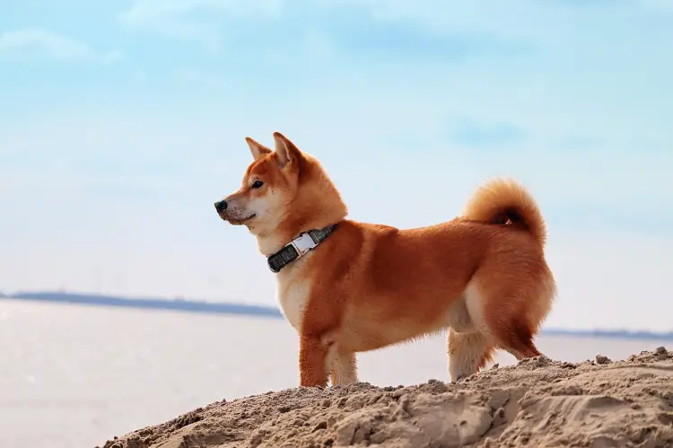 Shiba Inu koers daalt 6%: 103 biljoen SHIB steun onder vuur