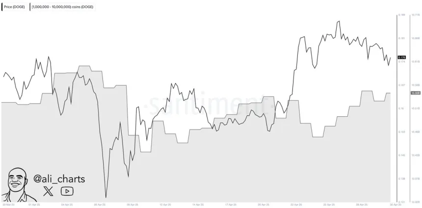Dogecoin Whales Buy 100M DOGE in 24H | Source: Ali Martinez on X