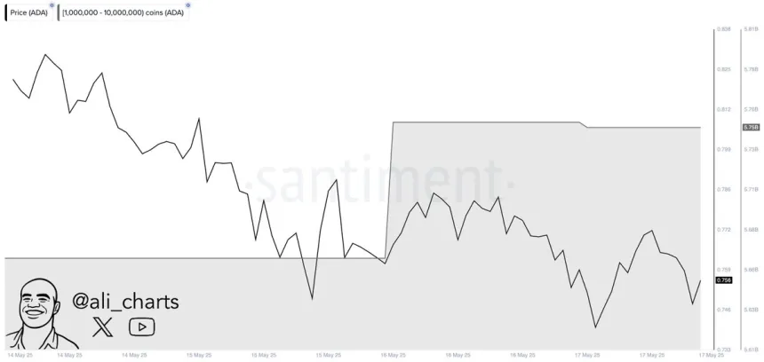Cardano Whales bought over 80 million ADA in 48H | Source: Ali Martinez on X