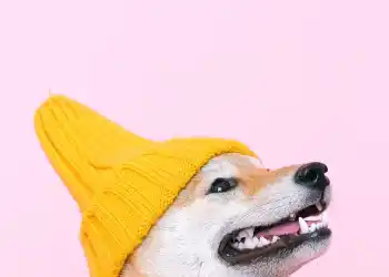 Dogwifhat