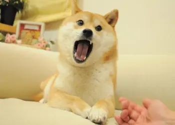 狗狗幣還能讓你成百萬富翁嗎？最值得關注ICO預售MAXI DOGE有機會暴升1000倍