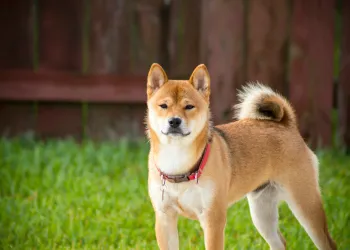 Shiba Inu