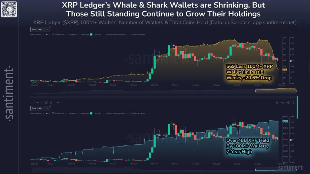 XRP whale activity