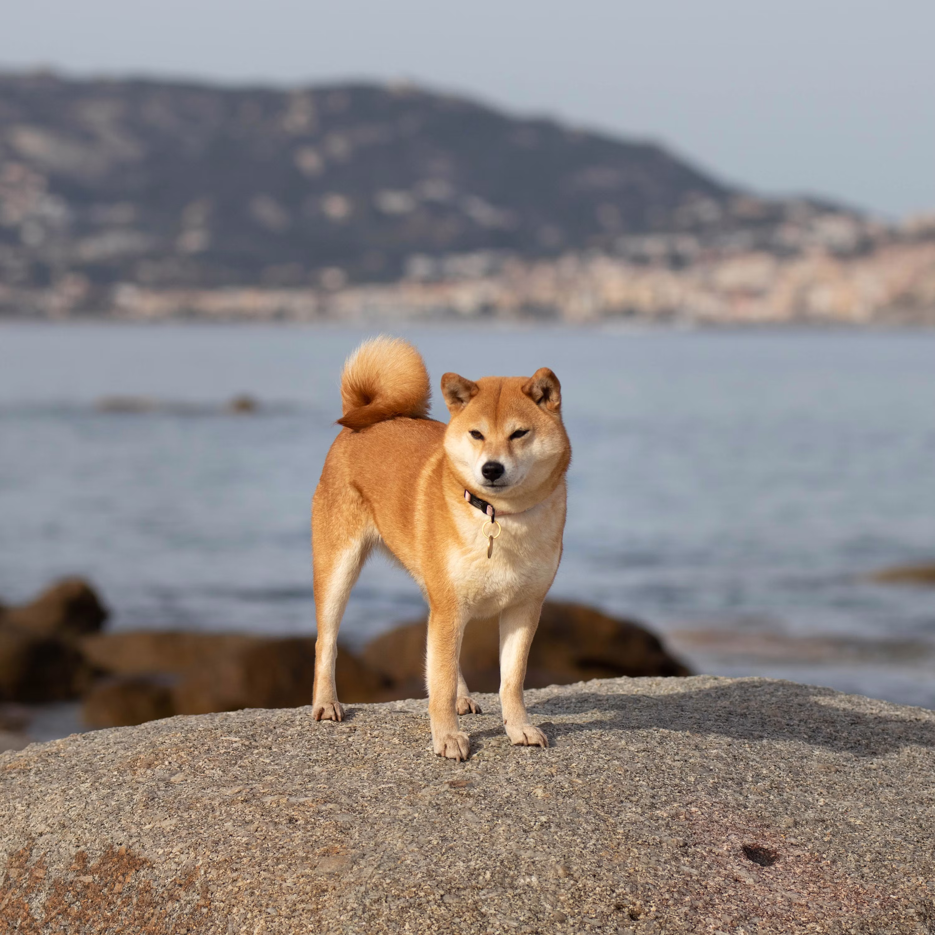 Shiba Inu