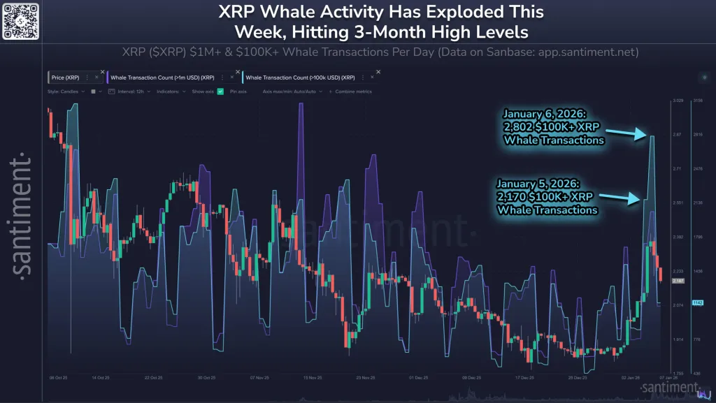 XRP whale activity